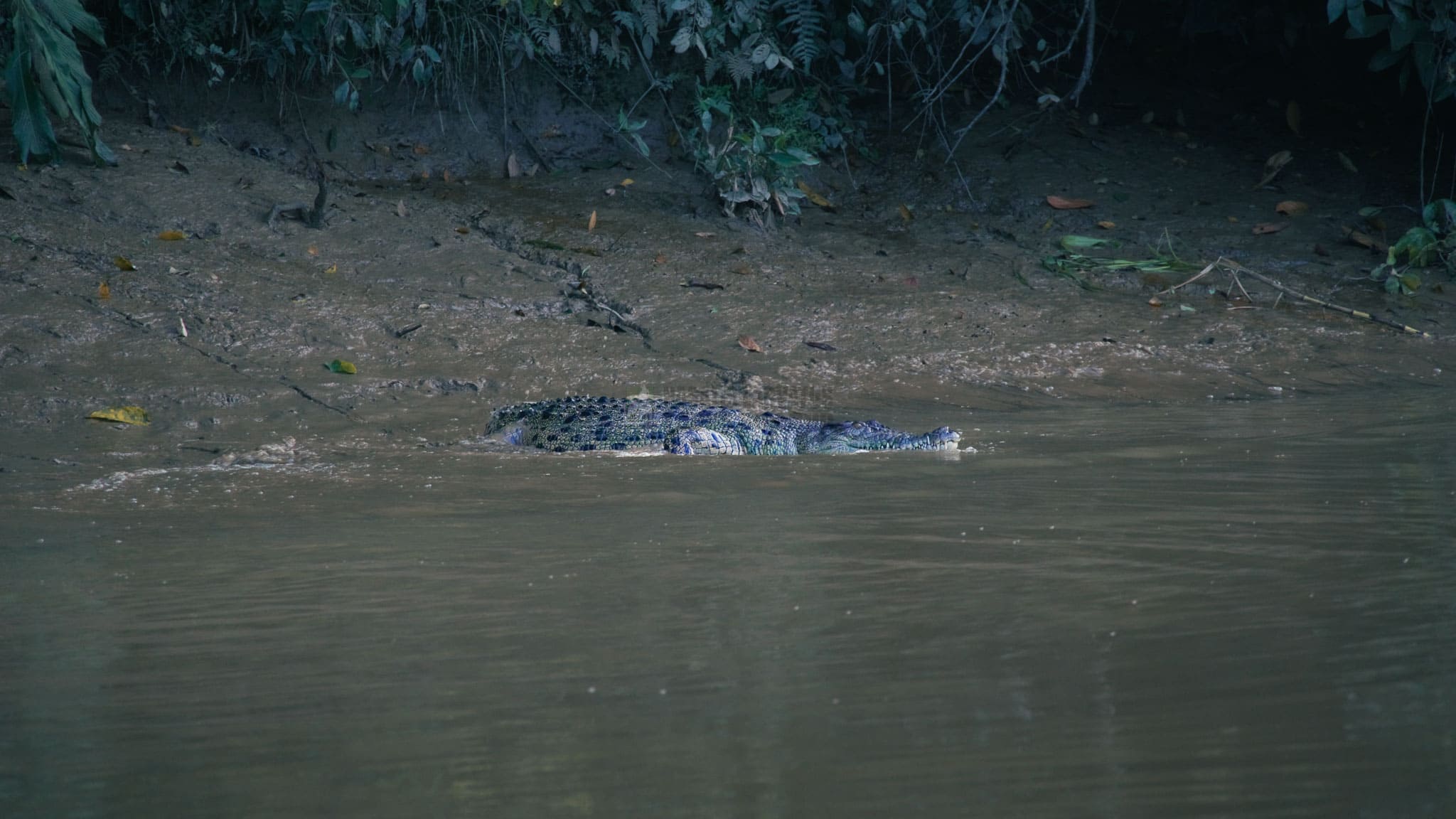 nlk animal orange teal azka 1 3