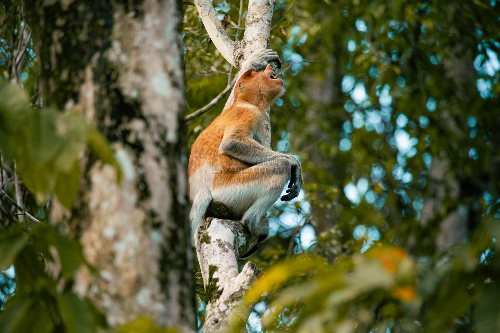 nlk animal orange teal azka 2