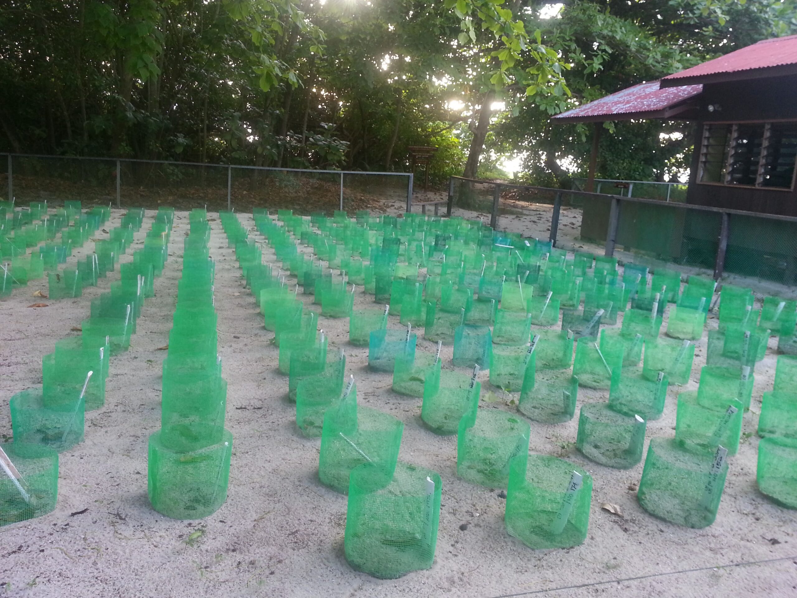 turtle hatchery area